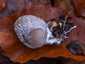 Harkálytintagomba (Coprinopsis picacea), Zemplén